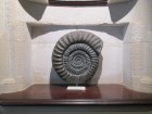 thumbnail image for this section list